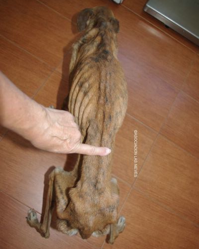 Galgo Acogido