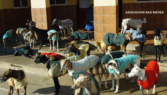 Foto de galgos en las Nieves