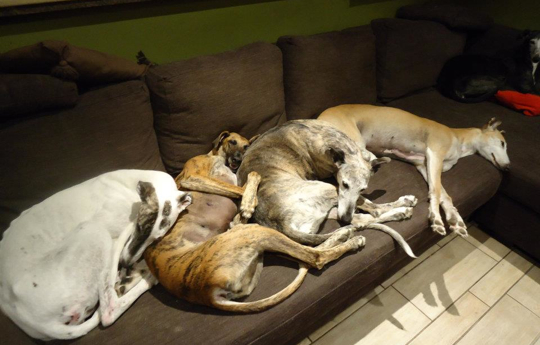 GalgosEnSofa